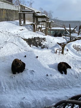 のぼりべつクマ牧場に投稿された画像（2021/12/19）