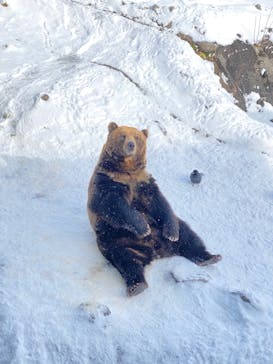 のぼりべつクマ牧場に投稿された画像（2021/12/19）