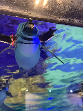 すみだ水族館に投稿された画像（2021/12/19）
