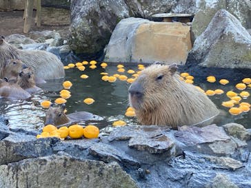 伊豆シャボテン動物公園に投稿された画像（2021/12/19）