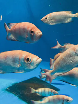 仙台うみの杜水族館に投稿された画像（2021/12/19）
