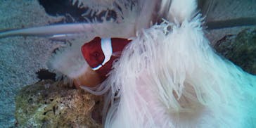 マクセル アクアパーク品川に投稿された画像（2021/12/19）