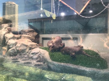 サンシャイン水族館に投稿された画像（2021/12/19）