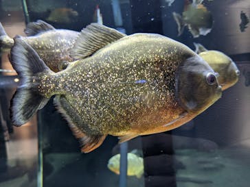 カワスイ 川崎⽔族館に投稿された画像（2021/12/19）