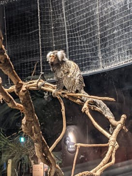 カワスイ 川崎⽔族館に投稿された画像（2021/12/19）