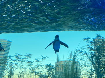 サンシャイン水族館に投稿された画像（2021/12/19）