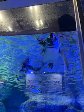 すみだ水族館に投稿された画像（2021/12/19）