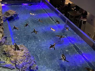 すみだ水族館に投稿された画像（2021/12/19）