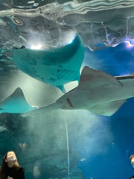 マクセル アクアパーク品川に投稿された画像（2021/12/19）