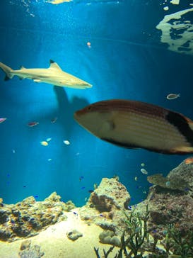 マクセル アクアパーク品川に投稿された画像（2021/12/19）