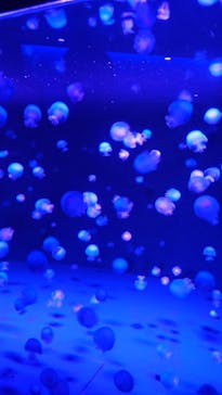 京都水族館に投稿された画像（2021/12/19）