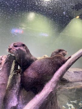 マクセル アクアパーク品川に投稿された画像（2021/12/19）