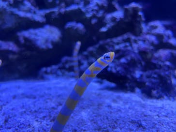 マクセル アクアパーク品川に投稿された画像（2021/12/19）