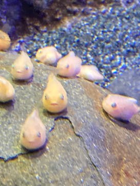 新江ノ島水族館に投稿された画像（2021/12/19）