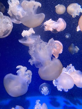 新江ノ島水族館に投稿された画像（2021/12/19）