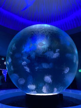 新江ノ島水族館に投稿された画像（2021/12/19）