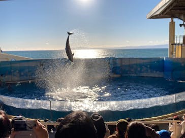 新江ノ島水族館に投稿された画像（2021/12/19）