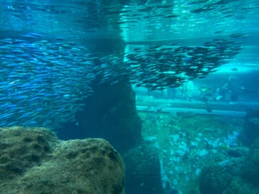 新江ノ島水族館に投稿された画像（2021/12/19）