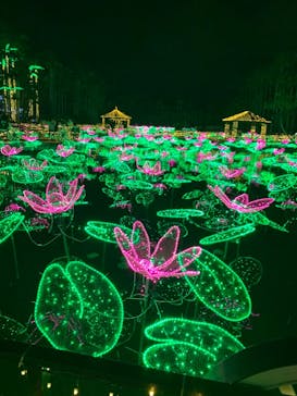 美らヤシパークオキナワ・東南植物楽園に投稿された画像（2021/12/19）