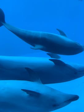 名古屋港水族館に投稿された画像（2021/12/19）