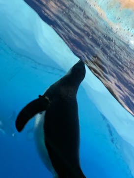 名古屋港水族館に投稿された画像（2021/12/19）