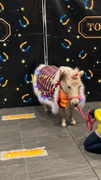 東京メガイルミに投稿された画像（2021/12/19）