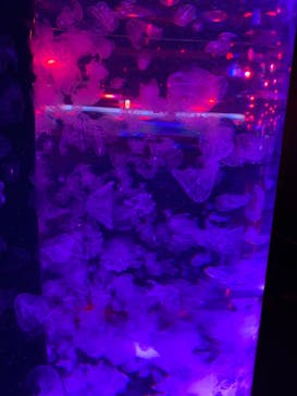 マクセル アクアパーク品川に投稿された画像（2021/12/19）