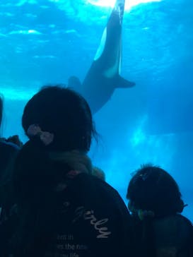 名古屋港水族館に投稿された画像（2021/12/19）