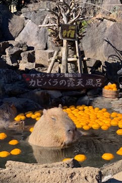 伊豆シャボテン動物公園に投稿された画像（2021/12/19）