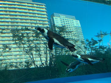 サンシャイン水族館に投稿された画像（2021/12/19）