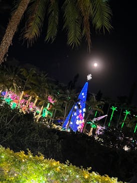 美らヤシパークオキナワ・東南植物楽園に投稿された画像（2021/12/19）