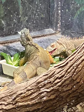 天王寺動物園に投稿された画像（2021/12/19）