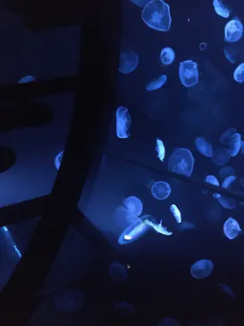 すみだ水族館に投稿された画像（2021/12/19）