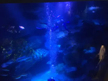 すみだ水族館に投稿された画像（2021/12/19）