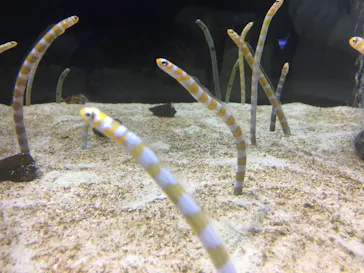 すみだ水族館に投稿された画像（2021/12/19）