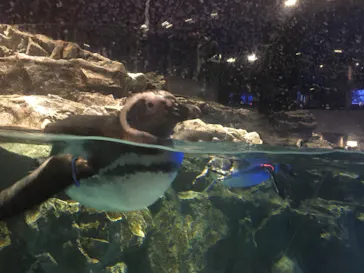 すみだ水族館に投稿された画像（2021/12/19）