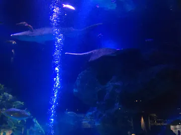 すみだ水族館に投稿された画像（2021/12/19）