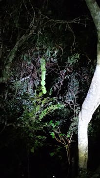 マングローブ茶屋に投稿された画像（2021/12/19）