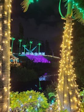 美らヤシパークオキナワ・東南植物楽園に投稿された画像（2021/12/19）