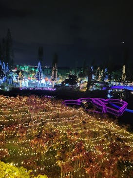 美らヤシパークオキナワ・東南植物楽園に投稿された画像（2021/12/19）