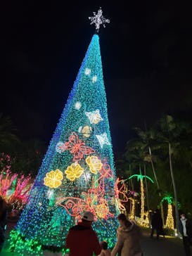 美らヤシパークオキナワ・東南植物楽園に投稿された画像（2021/12/19）