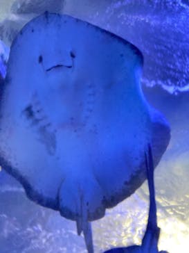 新江ノ島水族館に投稿された画像（2021/12/20）