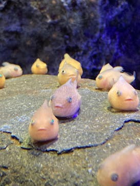 新江ノ島水族館に投稿された画像（2021/12/20）