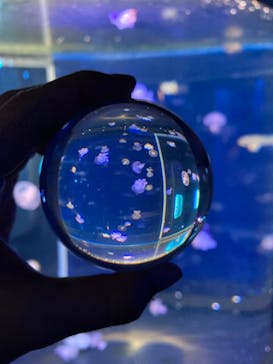 新江ノ島水族館に投稿された画像（2021/12/20）