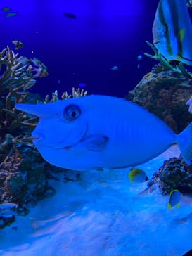 新江ノ島水族館に投稿された画像（2021/12/20）