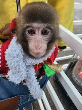 おさるランド＆アニタウン　日光さる軍団劇場に投稿された画像（2021/12/20）