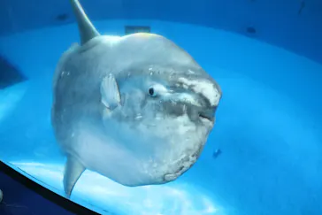 横浜・八景島シーパラダイスに投稿された画像（2021/12/20）