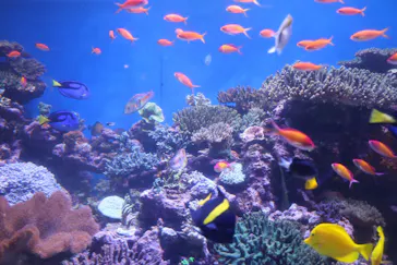 横浜・八景島シーパラダイスに投稿された画像（2021/12/20）