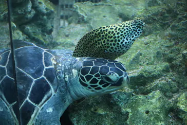 横浜・八景島シーパラダイスに投稿された画像（2021/12/20）