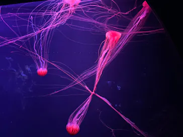 すみだ水族館に投稿された画像（2021/12/20）